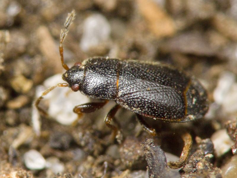 Plinthisus pusillus (Scholtz, 1847)